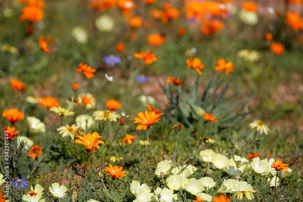 field of wild flowers field of wild flowers