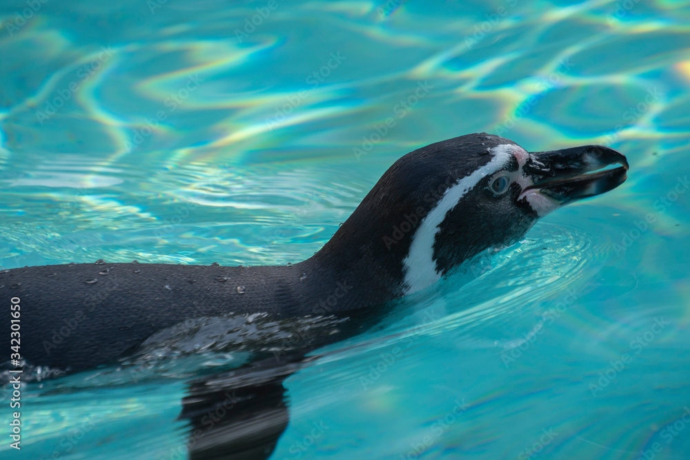 Naklejka premium pingwin w wodzie