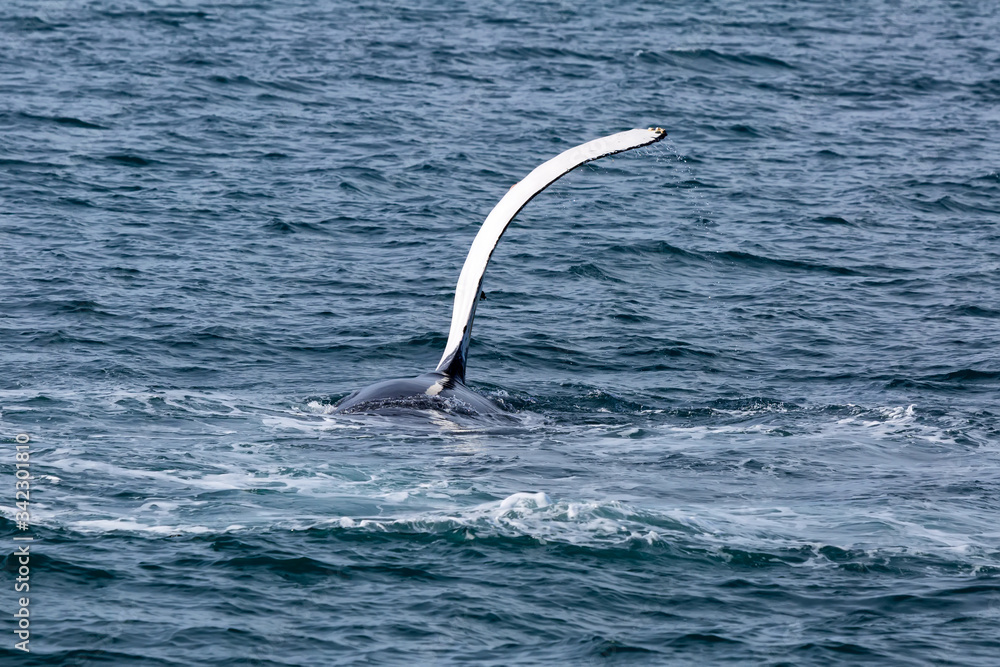 Obraz premium Humpback whale