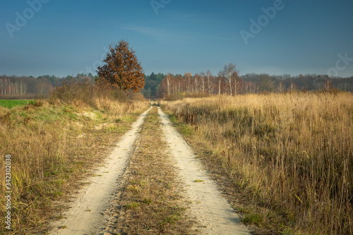 Dirt road to the forest, autumn tree and blue sky