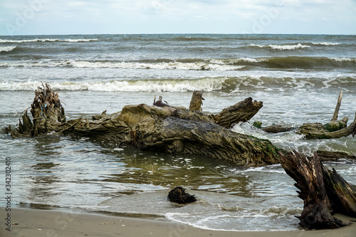 фотографія Trunks ashore