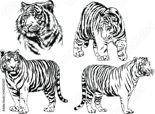 vector drawings sketches different predator   tigers lions cheetahs and leopards are drawn in ink by hand   objects with no background