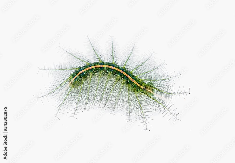 dangerus caterpillar isolated on a white background