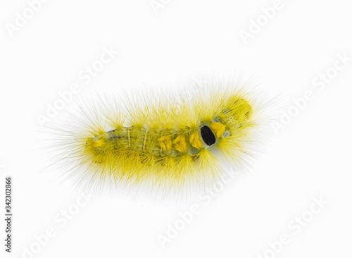 yellow caterpillar isolated on a white background