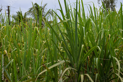 Picture of sugar cane plants grown in agricultural land in Indian village