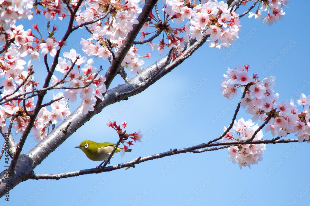 サクラとメジロ サクラとメジロ