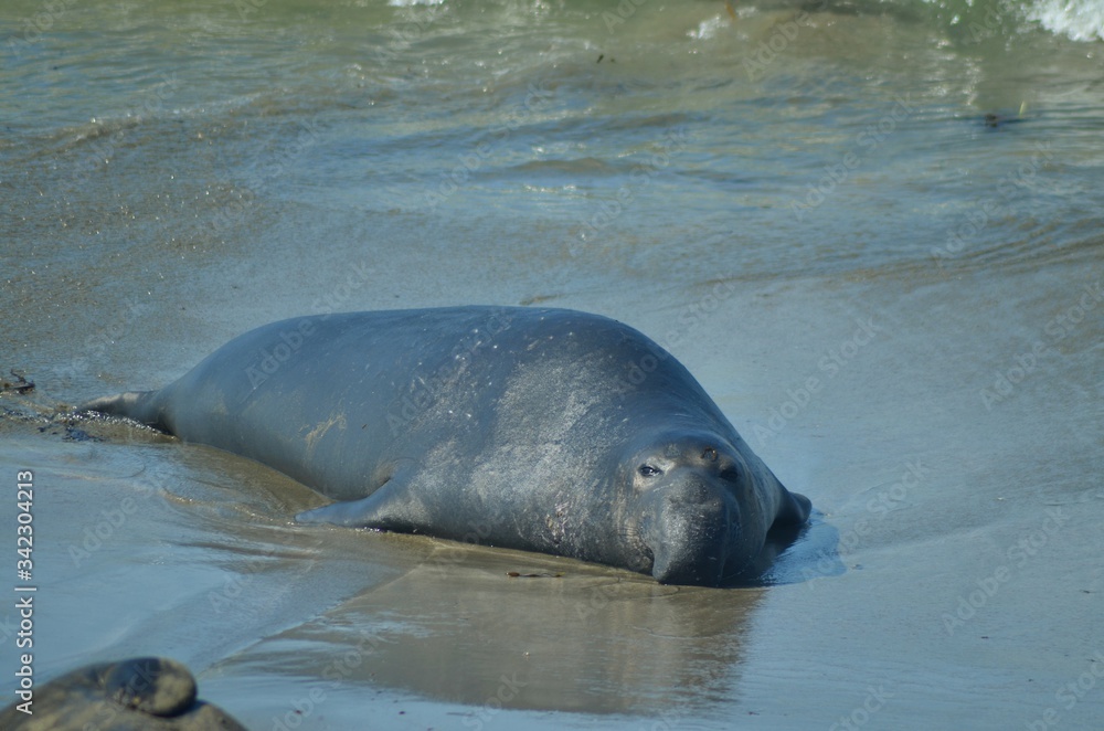 Fototapeta premium Californian sea lion at the water edge, Big Sur, California, USA