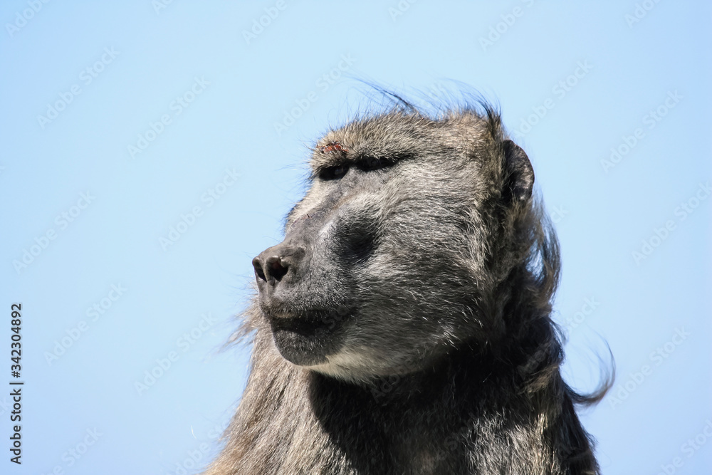 Portrait of a dominant male baboon with a broken eyebrow