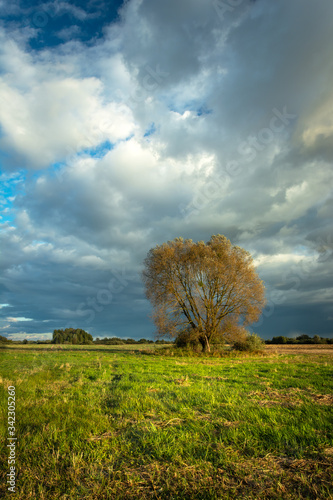 Large tree growing on a green meadow and storm clouds on the sky