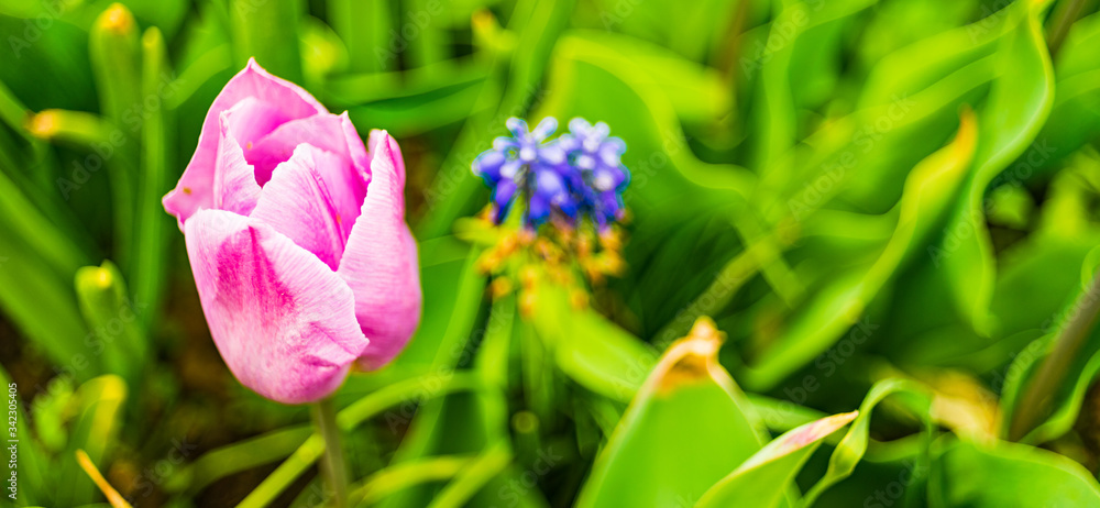 Fototapeta premium Purple tuplip blossom in spring in garden