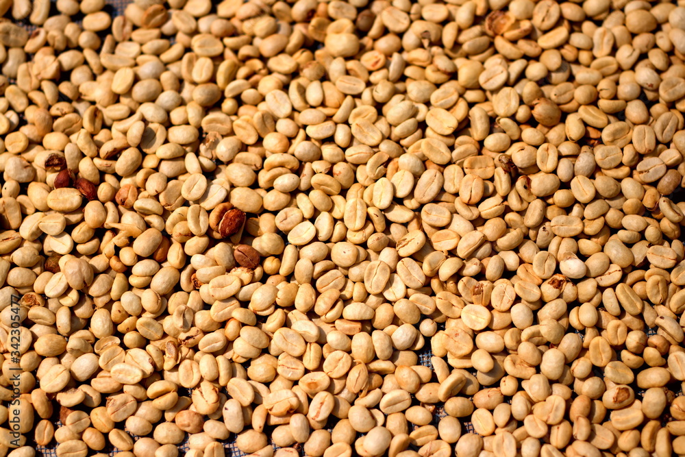 Dried raw coffee beans drying with the sun (Natural coffee drying) before the roast process Dried raw coffee beans drying with the sun (Natural coffee drying) before the roast process