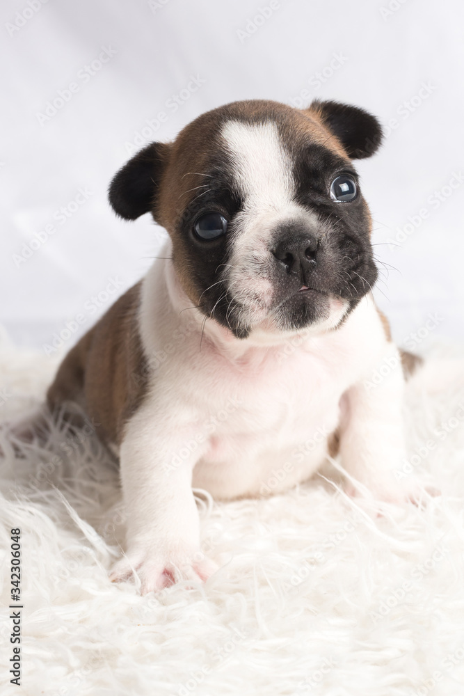 chiot bouledogue français caille