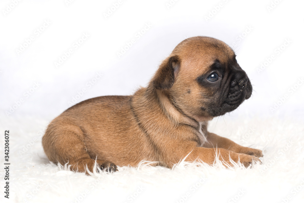 chiot bébé bouledogue français brun chiot bébé bouledogue français brun
