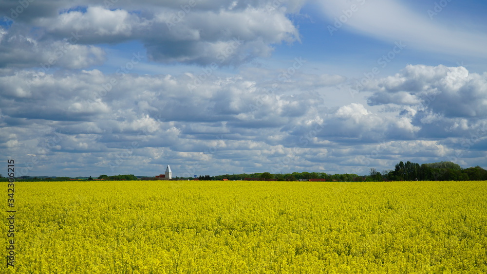 pole z żółtym rzepakiem z błękitnym niebem i chmurami 