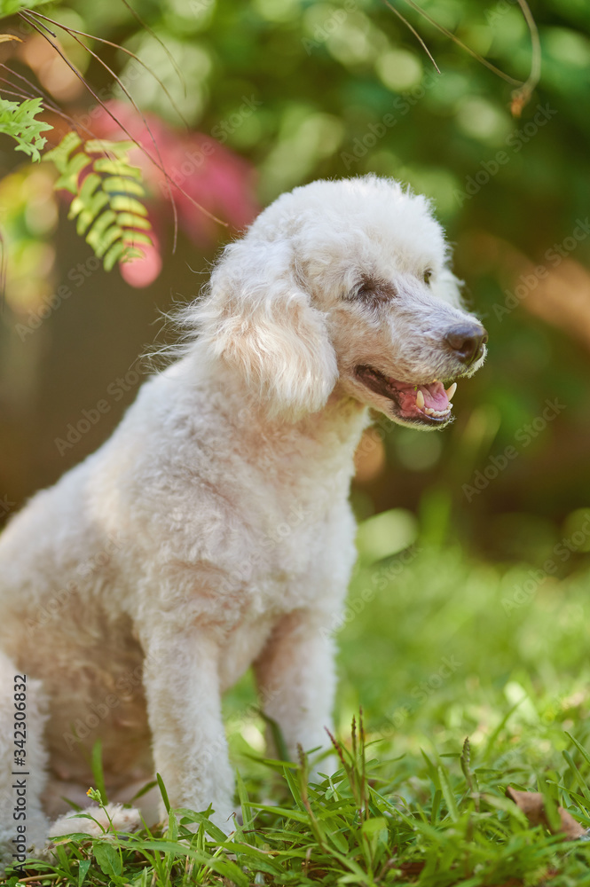 Relaxed white poodle dog