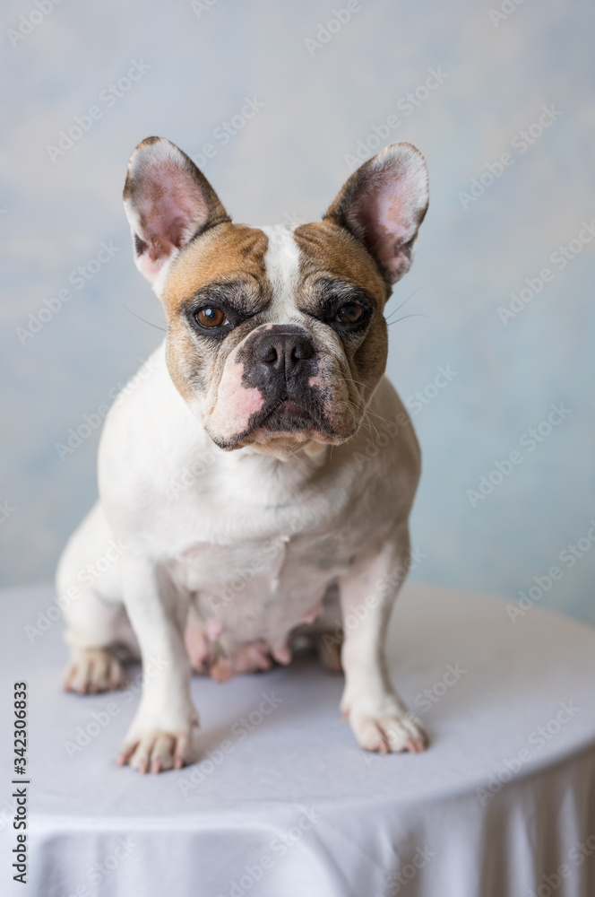 Bouledogue français avec masque anticoronavirus