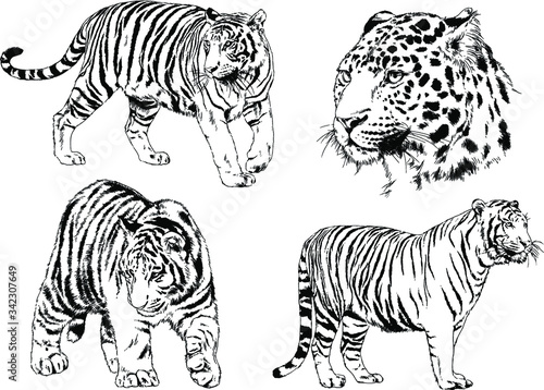 vector drawings sketches different predator , tigers lions cheetahs and leopards are drawn in ink by hand , objects with no background © evgo1977
