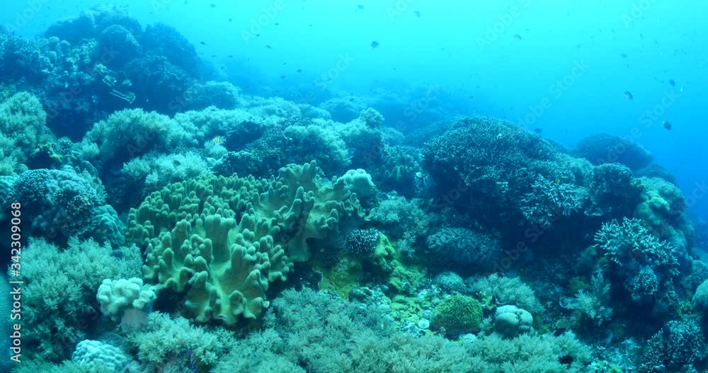 tropical healthy corals and fish underwater ocean scenery tropical healthy corals and fish underwater ocean scenery