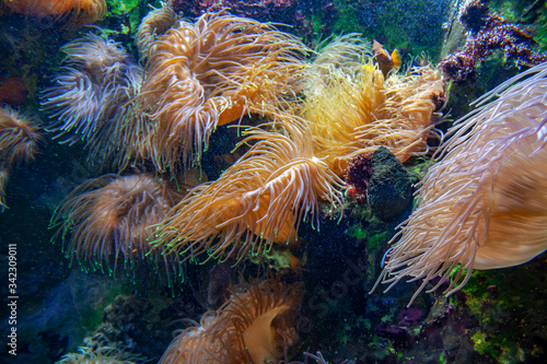 Massif corallien 
