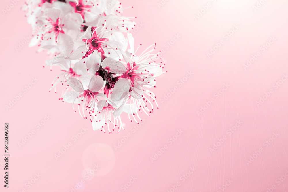 Spring background may flowers and April floral nature on pink background. Branches of blossoming apricot macro with soft focus. For easter and spring greeting cards with copy space. Springtime.