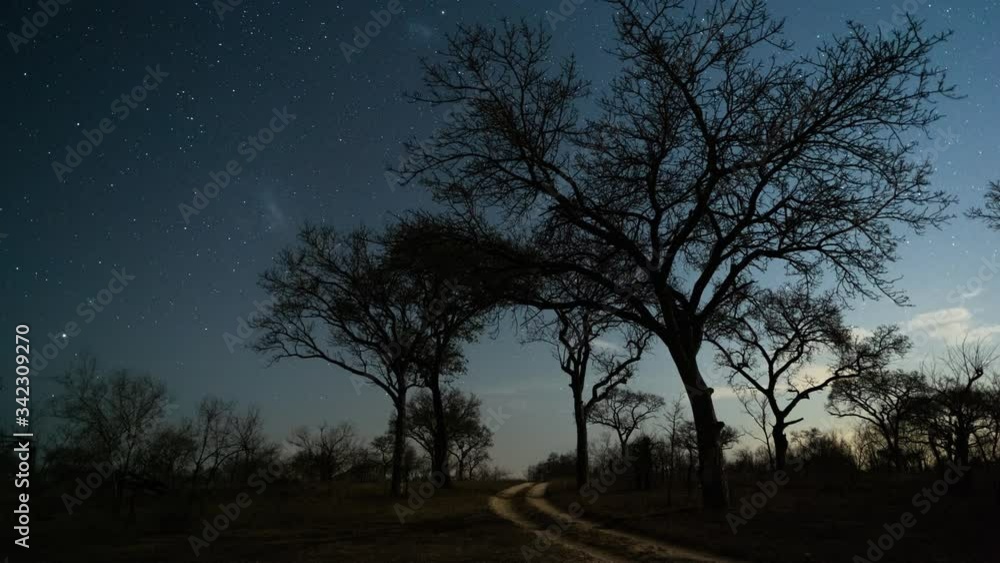 Static astro night timelapse (southern direction) of a winding dirt/gravel road through the wilderness bushveld as stars/Milky Way twist in moonlight landscape with Marula trees (Sclerocarya birrea). Static astro night timelapse (southern direction) of a winding dirt/gravel road through the wilderness bushveld as stars/Milky Way twist in moonlight landscape with Marula trees (Sclerocarya birrea).