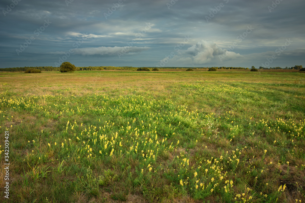 Yellow flowers on wild meadow and gray clouds on the evening sky