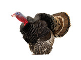 Angry turkey isolated on a white background.. 1.5 year,  weight is 12 kilograms.