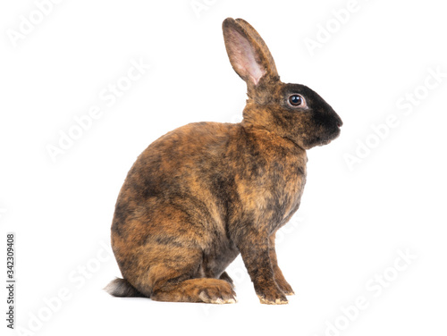 sitting brown rabbit isolated on a white background.