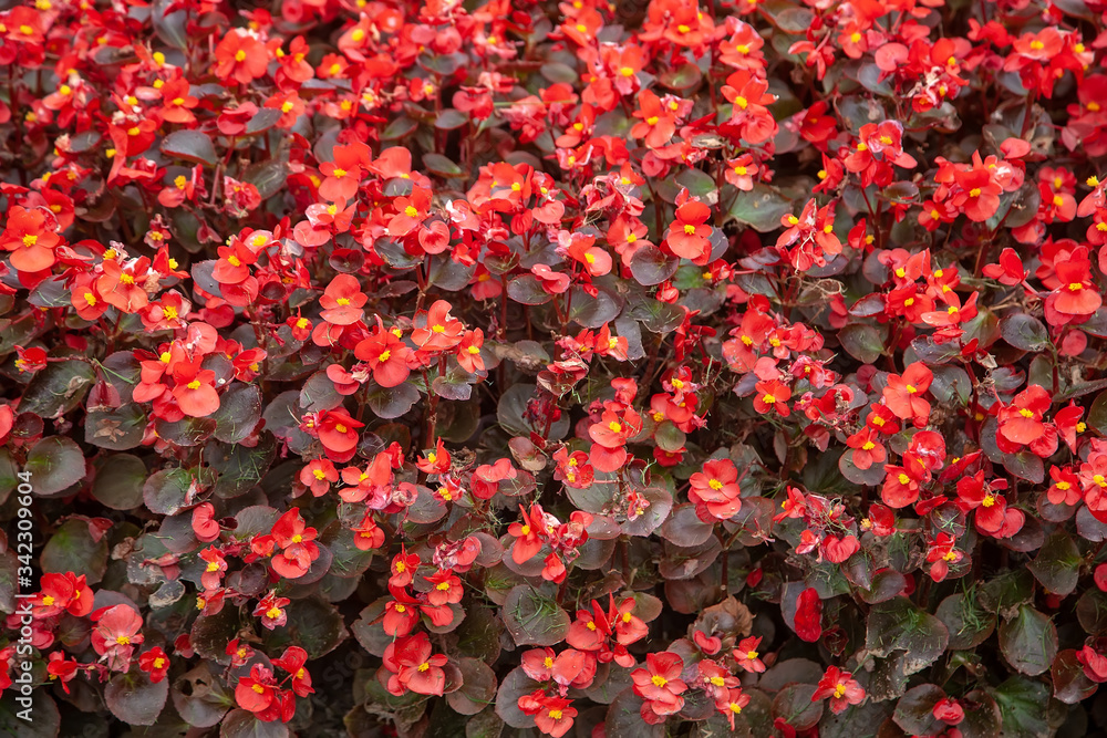 Thickets of red flowers, begonia in decorative gardening Thickets of red flowers, begonia in decorative gardening