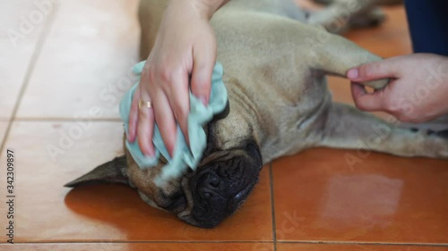 owner is cleaning her french bulldog with cold towel to prevent dogs heat stroke in summer. 4K Footage.