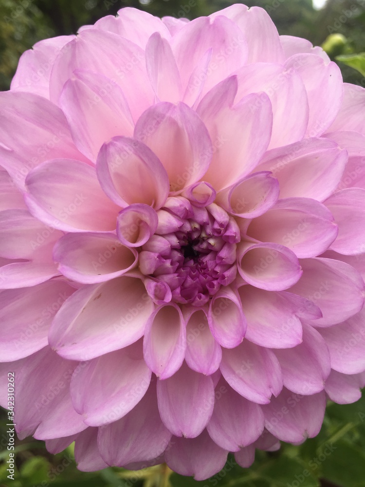 ピンクの花 ピンクの花
