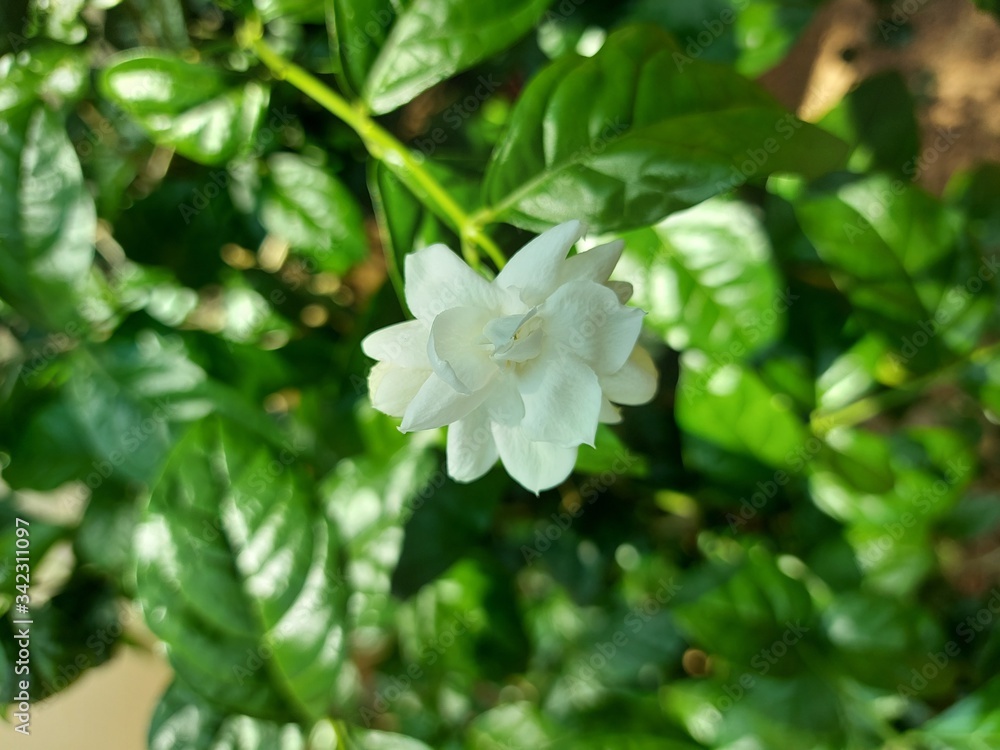 Fototapeta premium white flowers