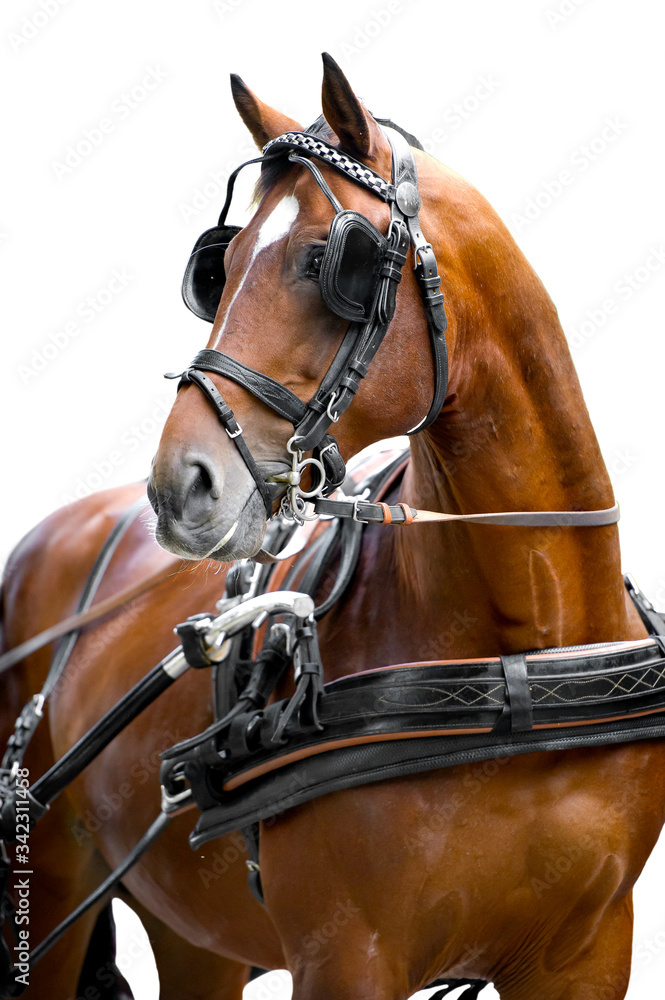 Fototapeta premium Portrait of bay carriage driving horse