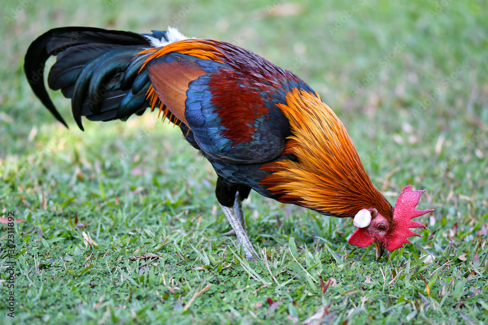 Fototapeta premium Rooster searching for food