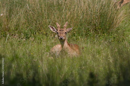Fallow deer in the grass