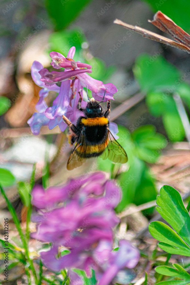 Bourdon aux yeux bleus butinant Bourdon aux yeux bleus butinant