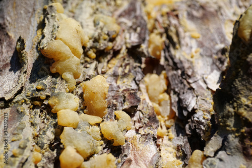 Natural hard yellow resin of pine tree, gallipot - solidified pine resin