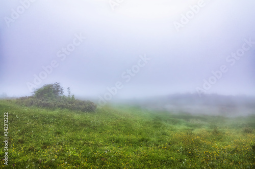 Green field with yellow flowers in the fog. Mystical field in heavy fog.