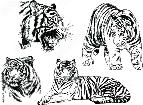 set of vector drawings on the theme of predators tigers are drawn by hand with ink tattoo logos