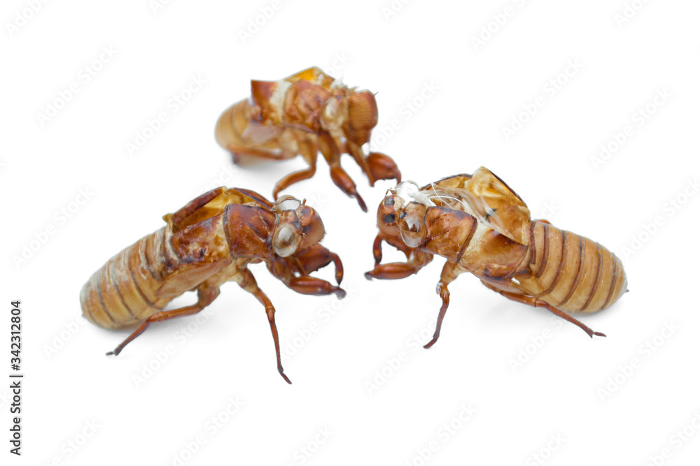 Close-up off cicada shell isolated on a white background. Close-up off cicada shell isolated on a white background.