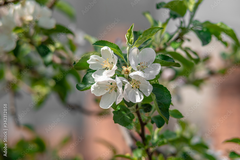 Flowers On A Branch Of An Apple Tree In Spring Flowers On A Branch Of An Apple Tree In Spring