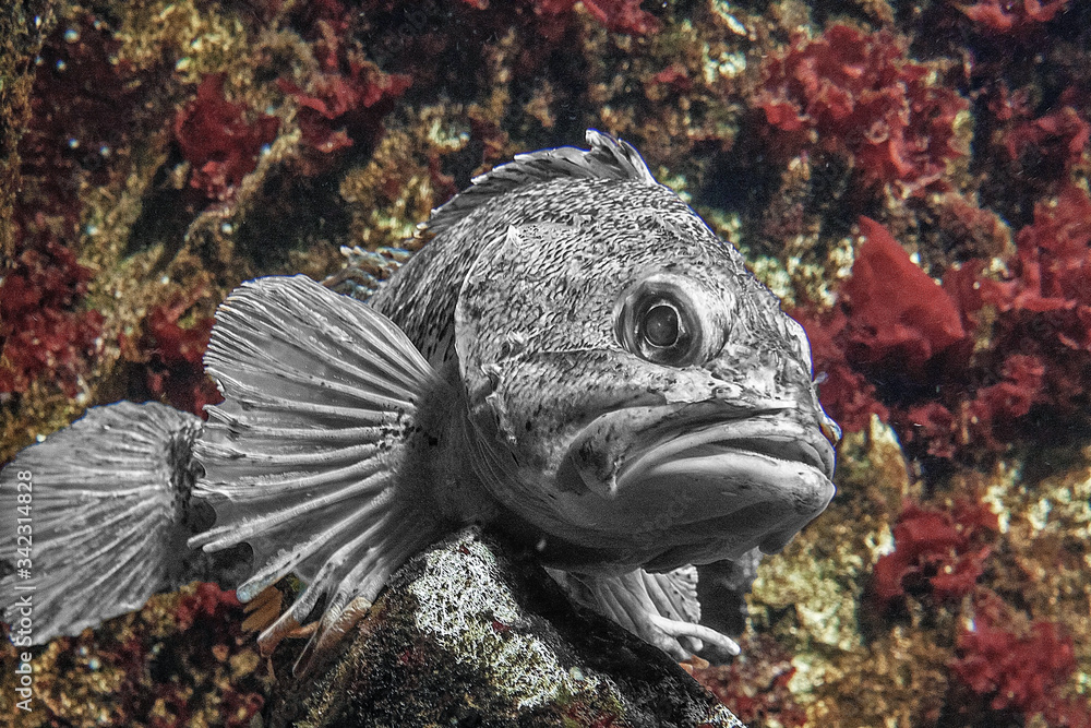 Obraz premium Poisson polaire vu de face
