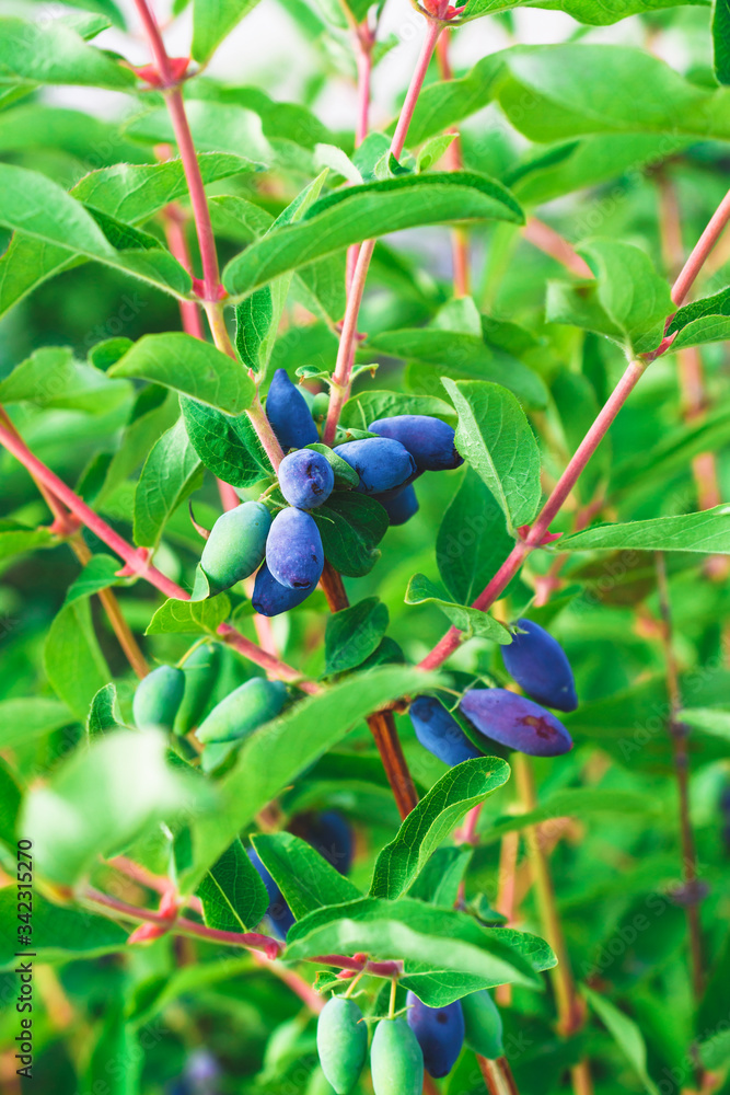Honeysuckle berries close-up. Honeysuckle bush. Healthy food. Blue and green berries