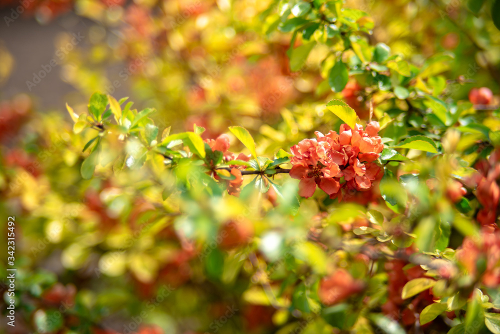 red flowers on a berry bush on a blurred background red flowers on a berry bush on a blurred background
