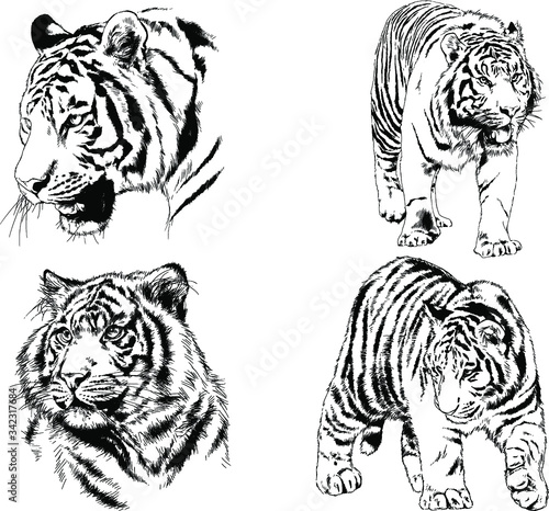 vector drawings sketches different predator   tigers lions cheetahs and leopards are drawn in ink by hand   objects with no background