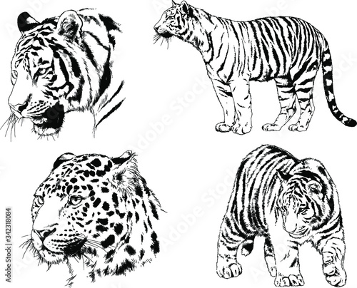 vector drawings sketches different predator   tigers lions cheetahs and leopards are drawn in ink by hand   objects with no background