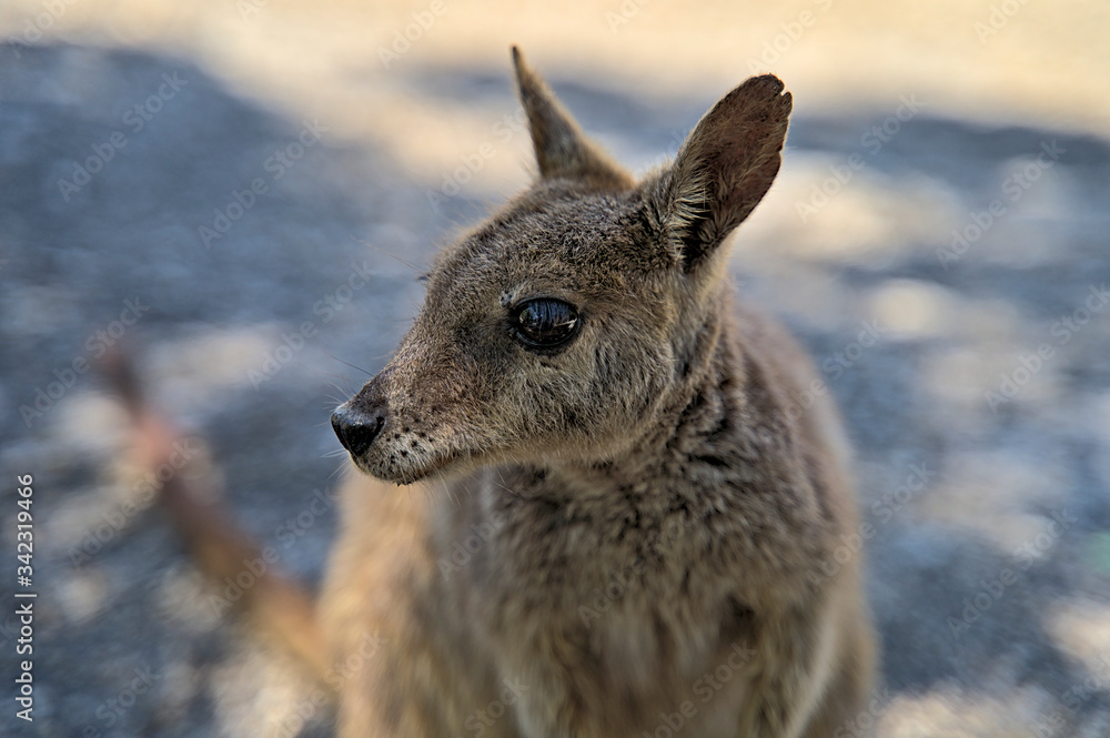 Fototapeta premium Australian Wallabie on a stone surface wanting something to eat