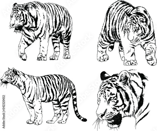 vector drawings sketches different predator   tigers  lions  cheetahs and leopards are drawn in ink by hand   objects with no background