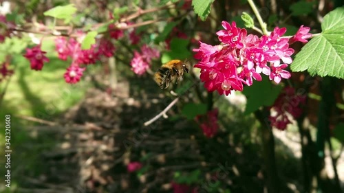 Wallpaper Mural Bumblebee on flowers. Pollination by wild bumble bee. Slow motion footage with flying insect in natural environment. Torontodigital.ca