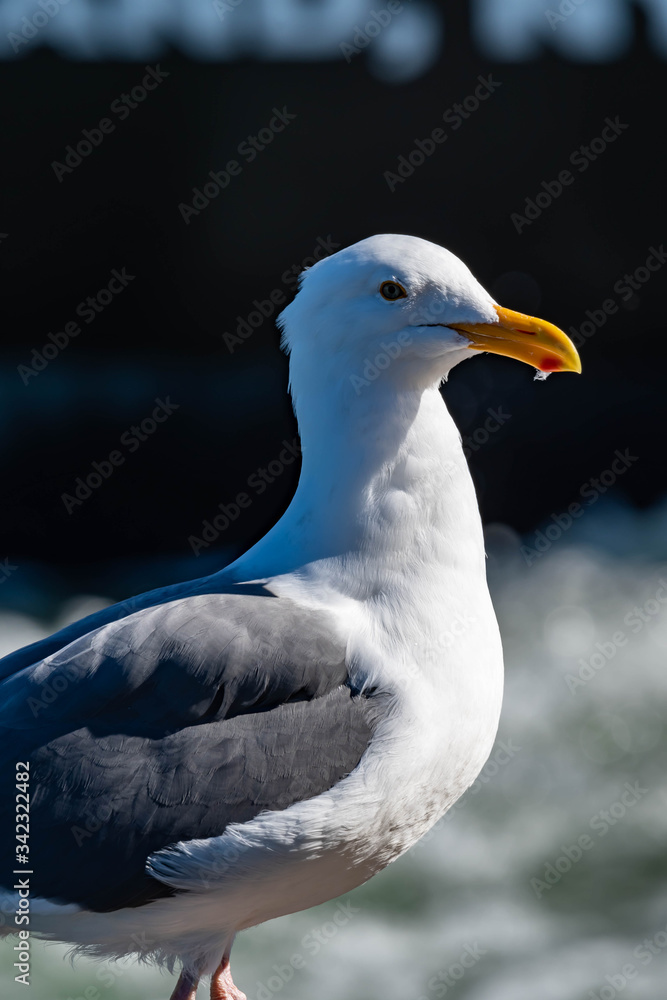 Closeup shot of a seagull while resting on a beach Closeup shot of a seagull while resting on a beach